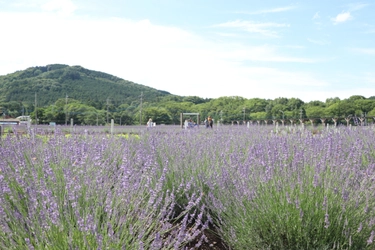 埼玉・嵐山「千年の苑ラベンダー園」の季節限定イベント 『らんざんラベンダーまつり』が6/13(土)から開催！