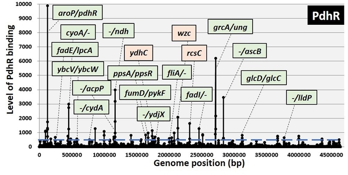 図１．本研究グループにより独自に開発されたGenomic SELEX法を用いて同定されたPdhRのゲノム上結合領域および主要な制御標的遺伝子群。
