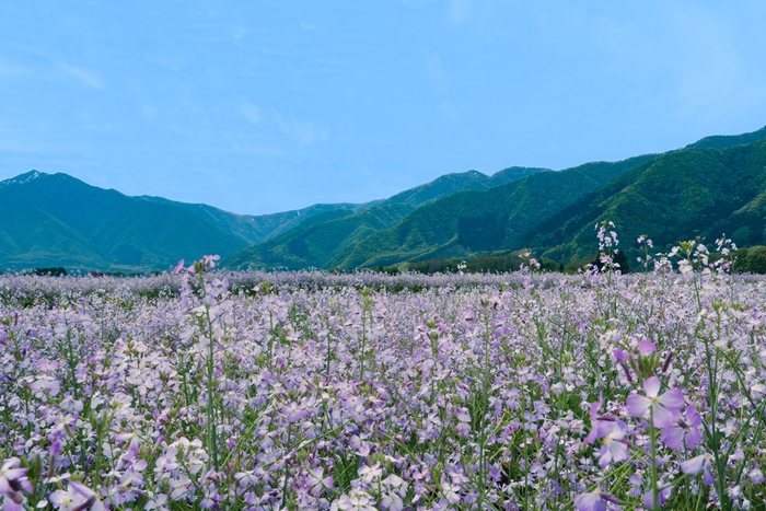 アザキ大根の花畑