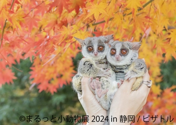 4年以上ぶりの静岡上陸！リスやハムスター＆インコや野鳥、 可愛くて美しい作品展「まるっと小動物展」10/12(土)～、 「鳥物語トリストーリー展」11/9(土)～開催！