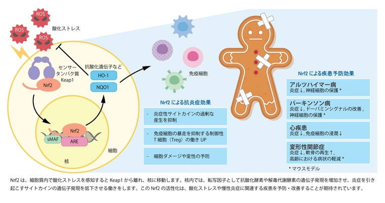 加齢性疾患の予防・進行抑制に向け、予防医学の新たな可能性　 FPP(パパイヤ発酵食品)によるNrf2の活性化について発表