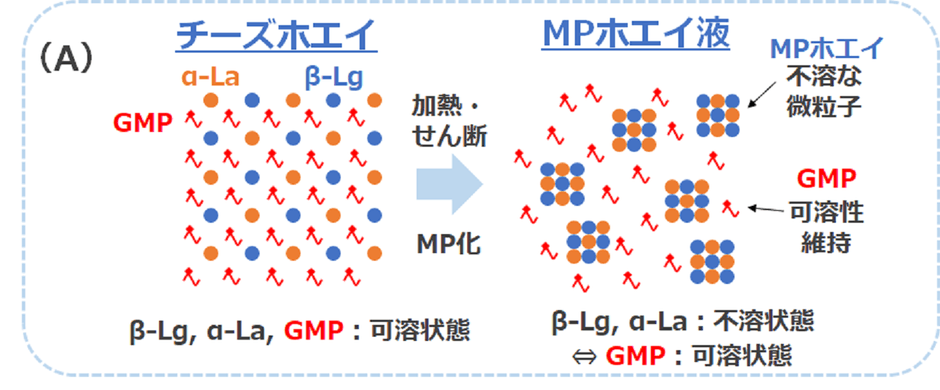 (A) 加熱せん断処理により、チーズホエイ中のGMPと主要タンパク質(α-La(α-ラクトアルブミン)、β-Lg(β-ラクトグロブリン))の状態が変化する