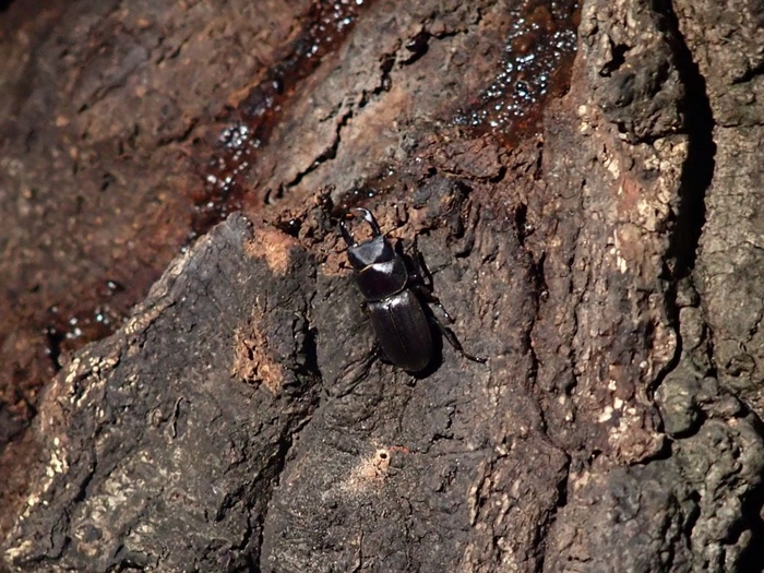 樹液のそばで発見！クワガタ