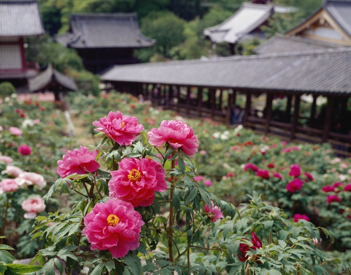 長谷寺