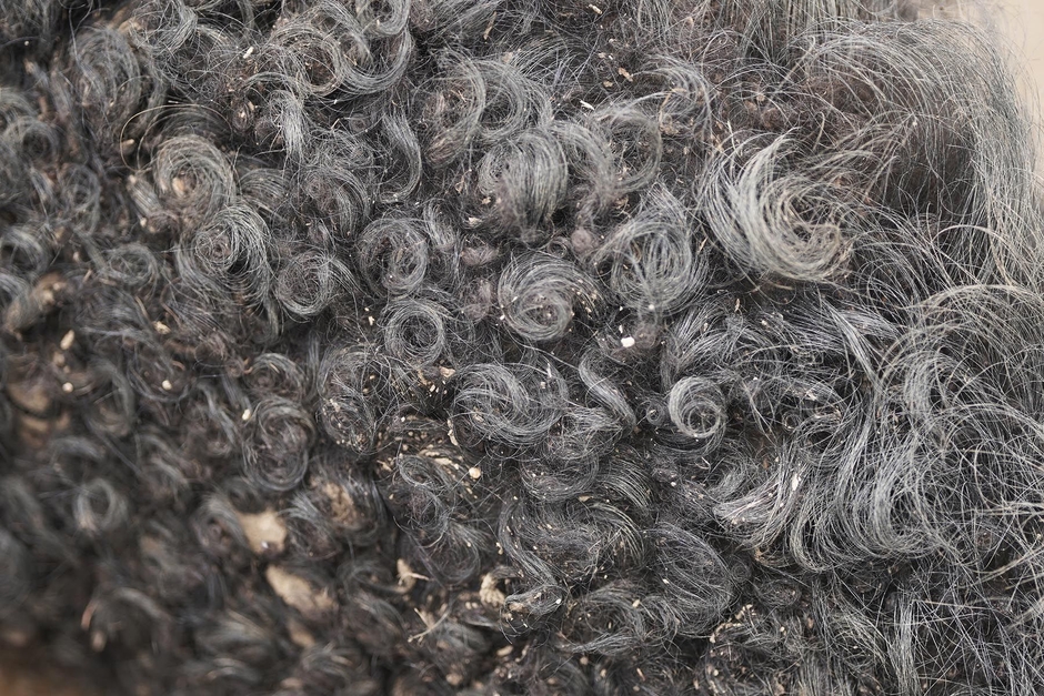 十勝ロイヤルマンガリッツァ 毛並み