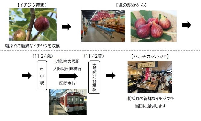 ～近鉄電車による貨客混載輸送で実現～ 河南町の新鮮な朝採れイチジクを、ハルチカマルシェで販売します！