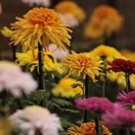 丁子菊