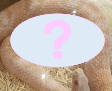 希少な「○○○の蛇」も登場!?