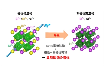 新材料の"温めると縮む"効果、2つのメカニズムの同時発生で高まることを発見　―精密位置決めが必要な工程に対応―