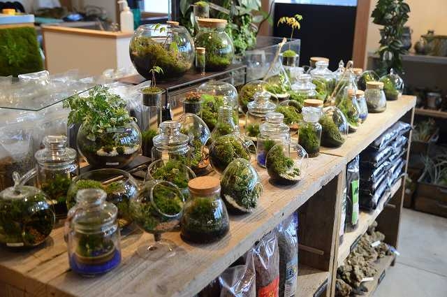 パルダリウムショップ風景 1