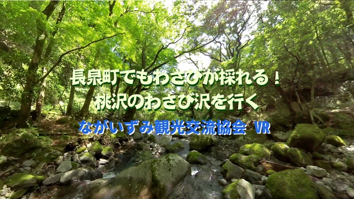 長泉町でもわさびが採れる！桃沢のわさび沢を行くVR