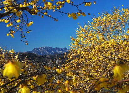 関東一のロケーション　宝登山の臘梅(ロウバイ)が開花　 期間限定でライトアップやハイキング等を実施