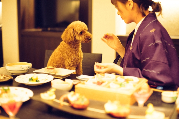 お食事は愛犬とともにお部屋食