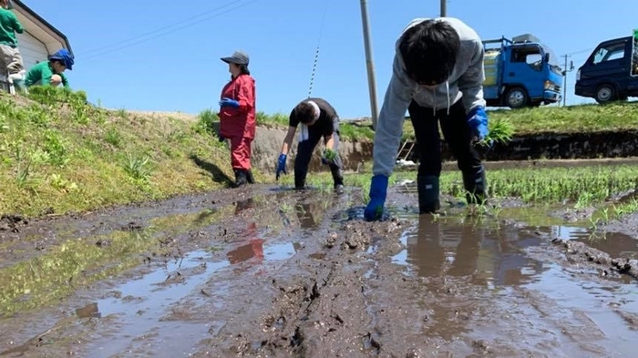 2019年実際の田植え体験の様子。