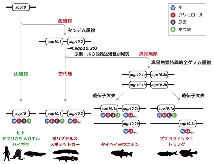 図1 aqp10遺伝子の進化と基質選択性の多様性