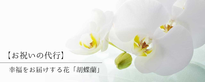 【お祝いの代行】幸福をお届ける花「胡蝶蘭」