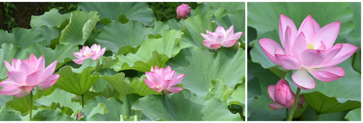 【小石川後楽園】夏の早朝開園と早朝観蓮会