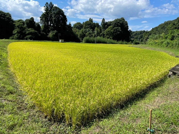 自然米の田んぼ