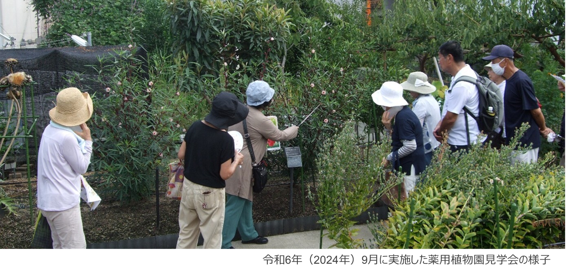 近畿大学薬学部薬用植物園で「朝の植物園散歩　2025」を開催　猛暑を避けた朝の時間帯に、日中では見られない植物を観察
