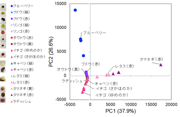図3.簡易抽出法で抽出した野菜や果物に含まれるアントシアニンのプロファイル。検出されたアントシアニンのイオン強度から主成分分析を行い、散布図を作成した。近くにあるサンプルほど類似したアントシアニンのプロファイルをもつ。