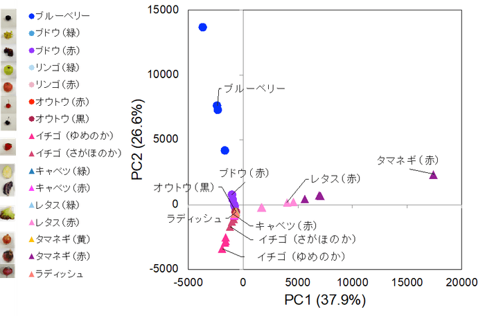 図3.簡易抽出法で抽出した野菜や果物に含まれるアントシアニンのプロファイル。検出されたアントシアニンのイオン強度から主成分分析を行い、散布図を作成した。近くにあるサンプルほど類似したアントシアニンのプロファイルをもつ。