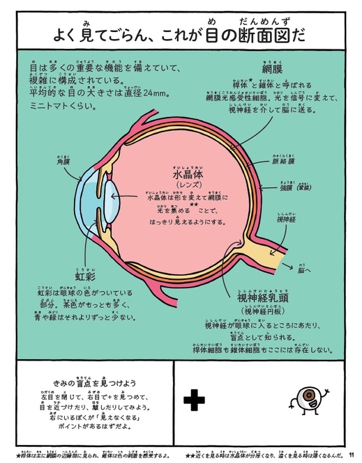 本文人体より