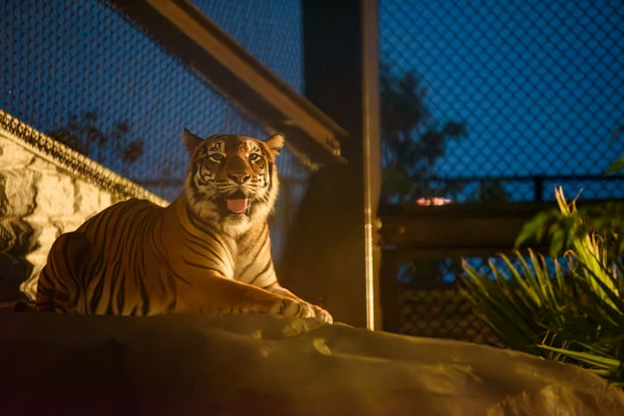 かみね動物園「夜の動物園」