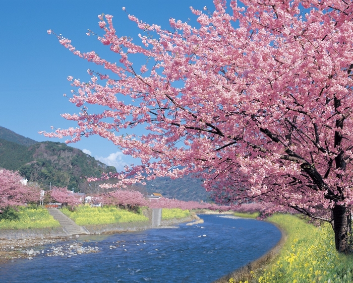 河津桜