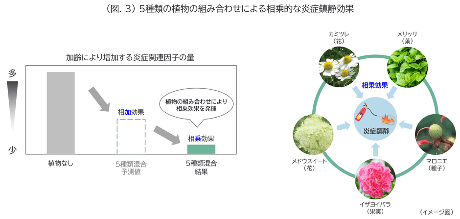 (図.3) 5種類の植物の組み合わせによる相乗的な炎症鎮静効果