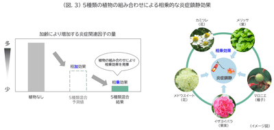 (図.3) 5種類の植物の組み合わせによる相乗的な炎症鎮静効果