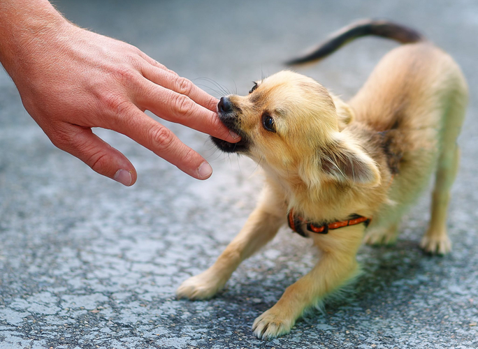 子犬の甘噛みは許してはいけない！甘噛みのしつけ方法について解説！ NEWSCAST