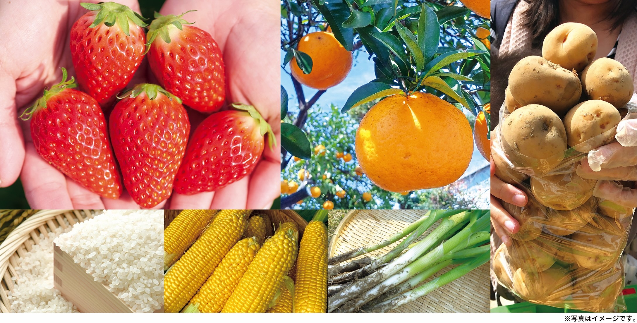 地元契約農家さんの愛情がこもった農産物詰め放題「ウマウマ野菜イベント」に、いちご・甘夏が新登場!