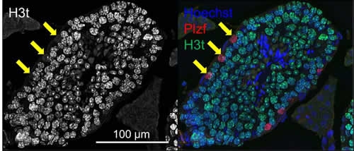 図6(文末にキャプション説明があります)