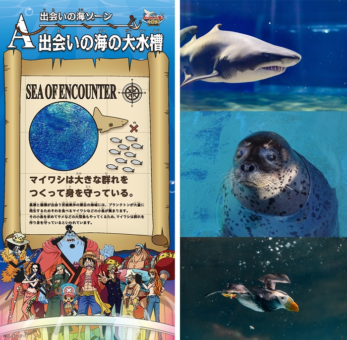 「ワンピース BIG WASH島の大冒険! IN アクアワールド・大洗」生態解説