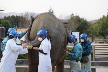 ボルネオゾウ「ふく」結核治療の第２ステージへ向けてクラウドファンディングを開始