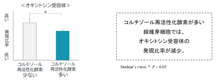 真皮の線維芽細胞における「オキシトシン受容体」の発現量の変化 グラフ(1)