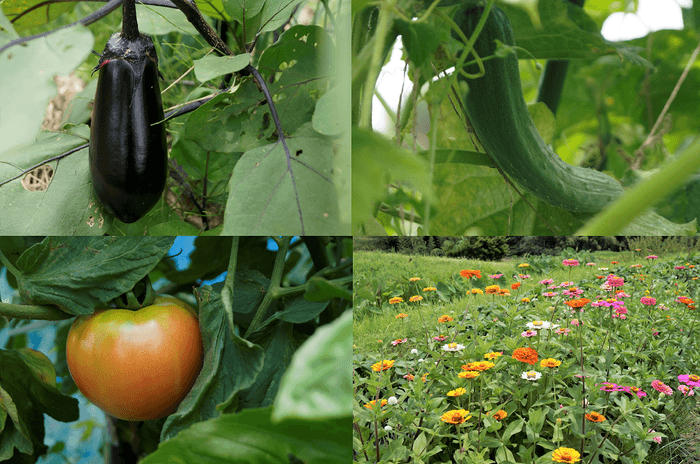 野菜やお花は自家菜園で採れるものを中心に使用