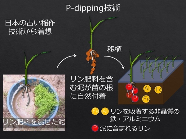 国際農林水産業研究センター