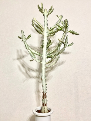 ボタニカルライフ植物市イメージ3