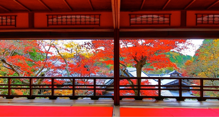 限定公開される上書院からの紅葉