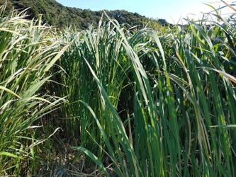 古代から日本に自生し、神聖な植物として神事などに重宝されてきた 「真菰(まこも)」のミニアート展＆ワークショップ　 国際文化学園の美容考古学研究所で4/26(水)開催