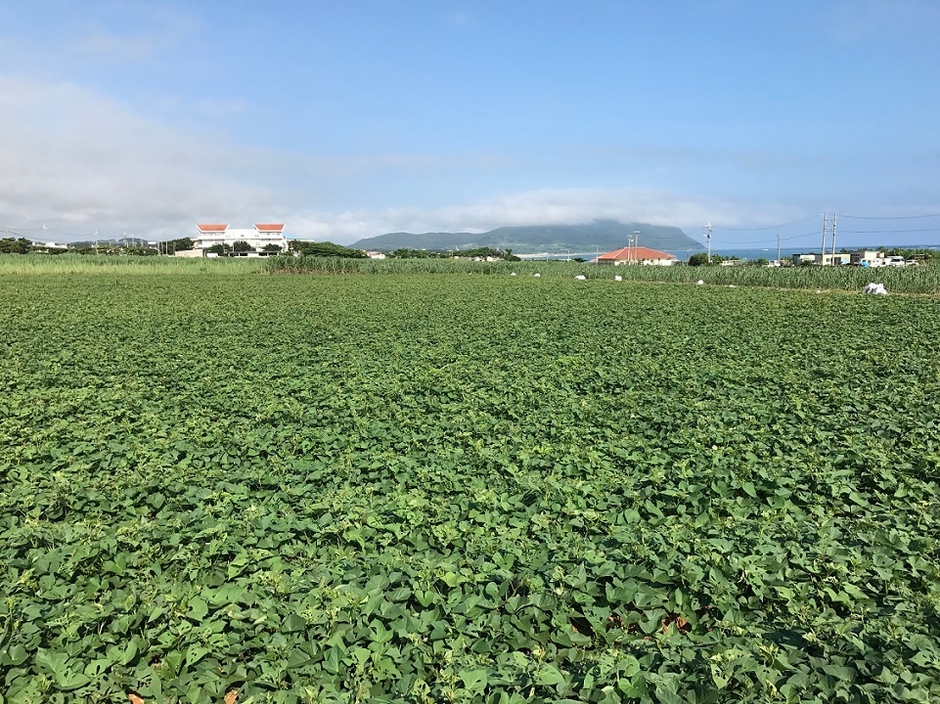 久米島の紅芋畑風景