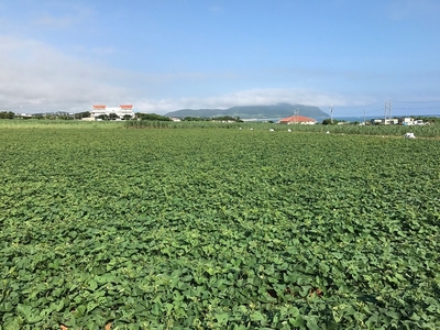 久米島の紅芋畑風景