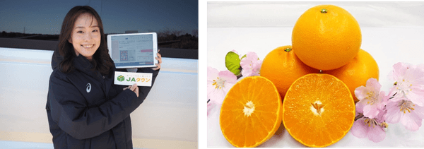 愛媛県産 せとか JAにしうわ