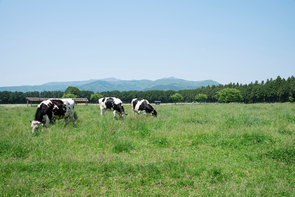 画像はイメージです
