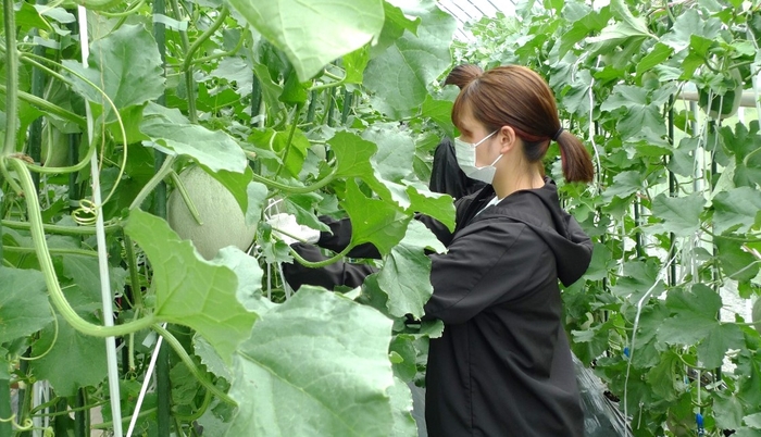 メロン栽培を学ぶ農学部生