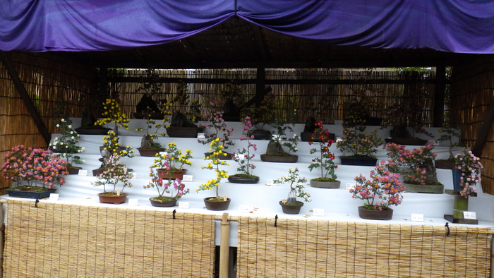 菊盆栽の展示