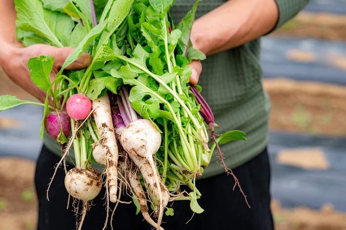 畑での収穫体験