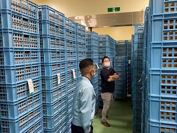 専用の冷凍庫で山積みとなった紅イモのペースト