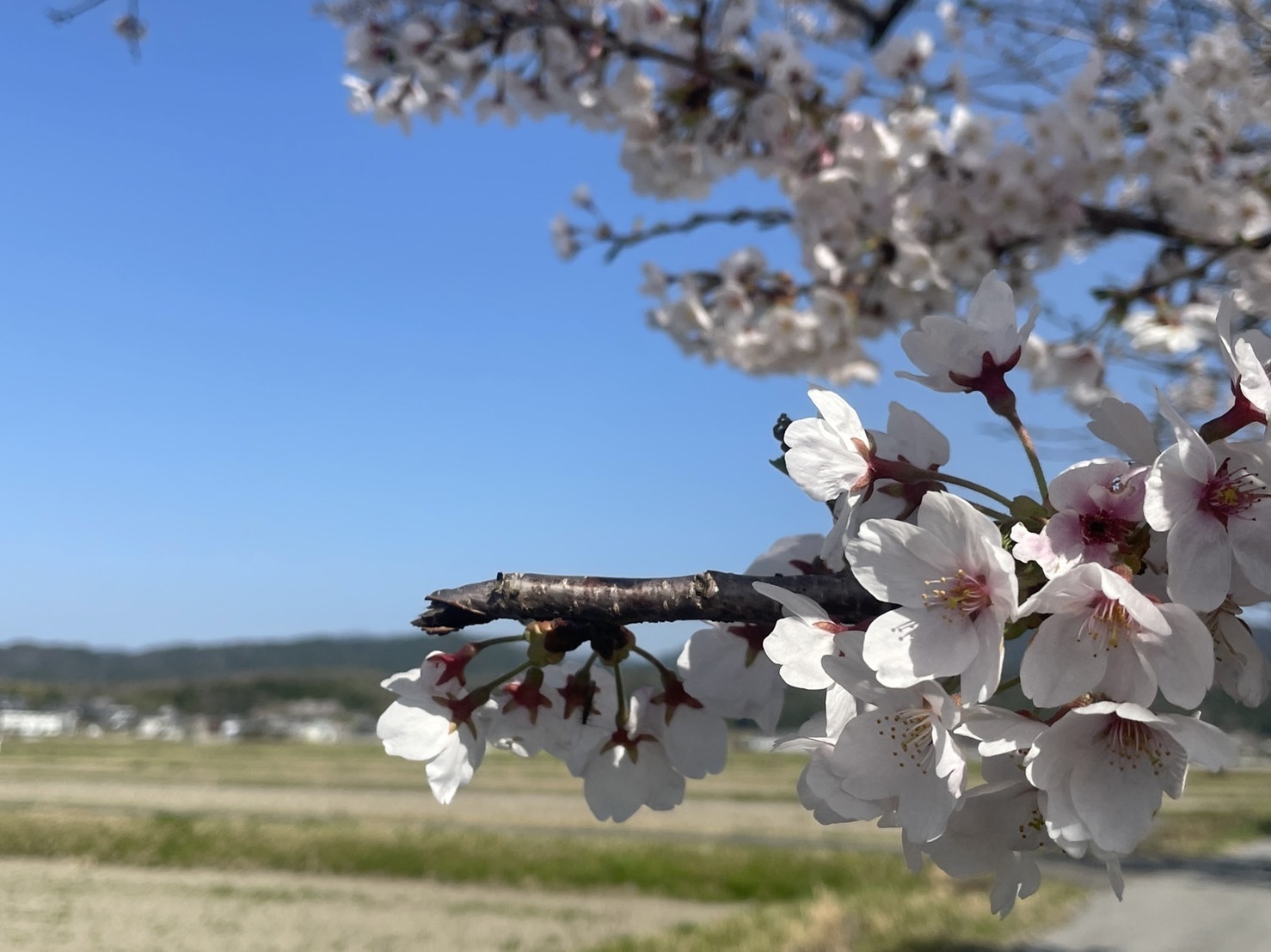 愛荘町(旧:はたしょう)のさくら